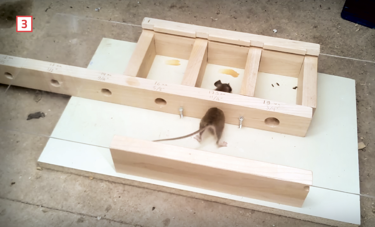How Small a Hole Is Too Small for a Mouse?